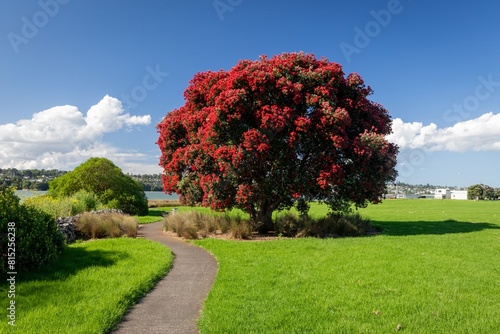 Flowering pohutukawa tree in a a park next to the foreshore. Mangere, Auckland, New Zealand. photo