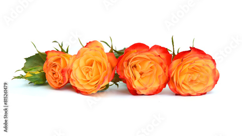 Colorful rose flowers isolated on white background