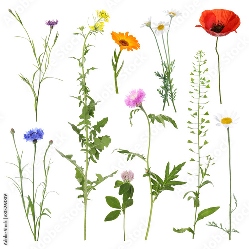 Many different meadow flowers isolated on white  set