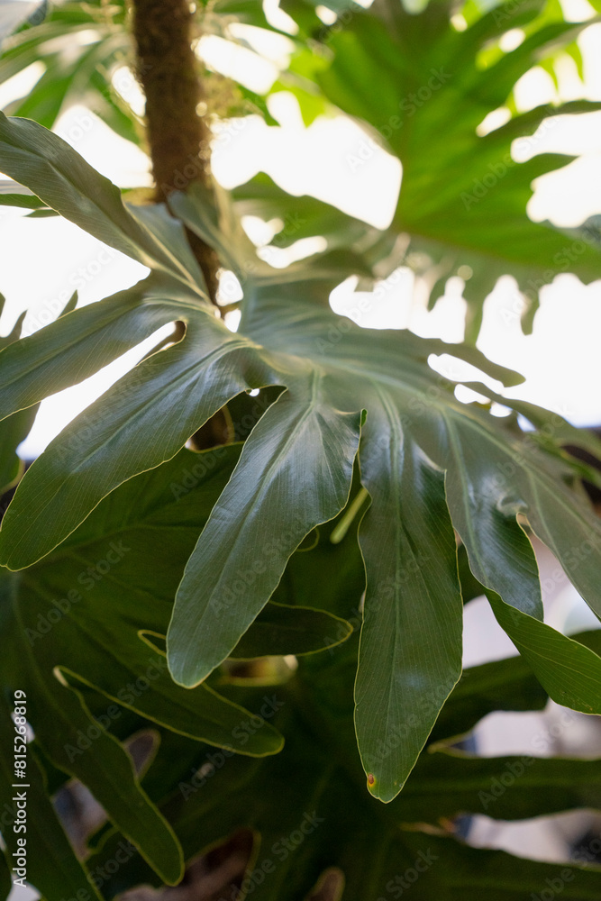 Fototapeta premium Large leaves texture. Closeup view of a Philodendron bipinnatifidum, also known as Lacy Tree Philodendron, large green leaves. 