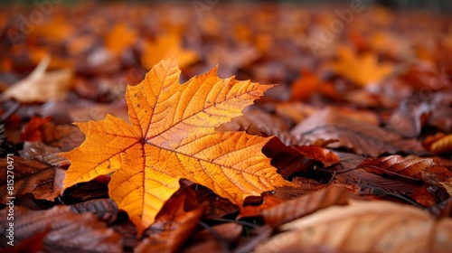 A vibrant autumn leaf stands out with its intricate details among a carpet of fallen foliage in a serene forest setting