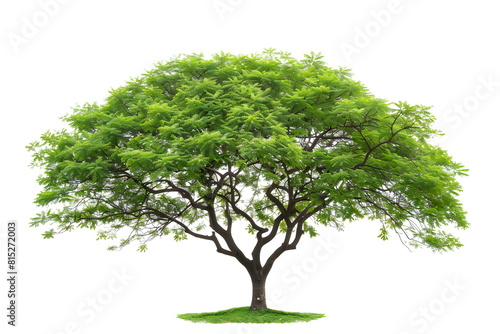 An isolated green tree in a natural environment  suitable for environmental  nature-related  or outdoor-themed content.