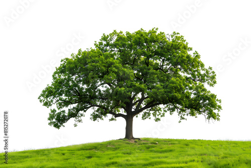 An isolated green tree with lush foliage  representing nature and tranquility. Suitable for environmental and landscape design  nature-related promotions  and organic products.