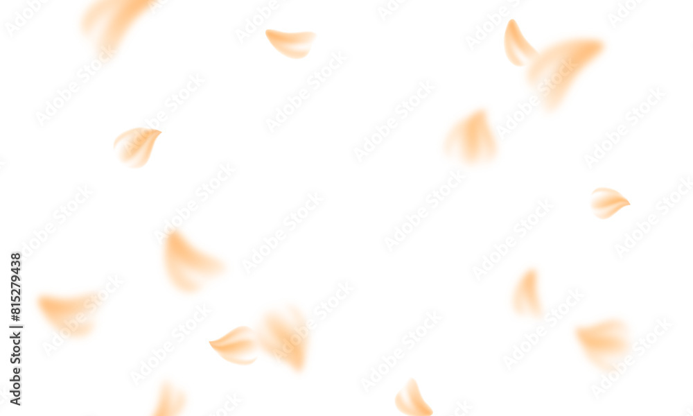 Fototapeta premium Sakura flying petals on transparent background