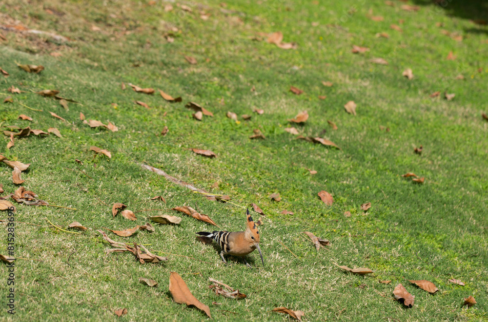 Fototapeta premium The Eurasian hoopoe (Upupa epops). A wild bird forages for food on a green lawn.