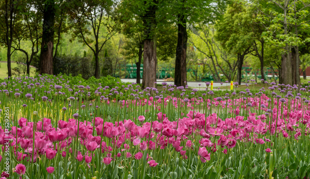 순천만국가정원 4월의 꽃밭
