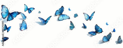 blue morpho butterflies, flight and wings spread against a white background. png. photo