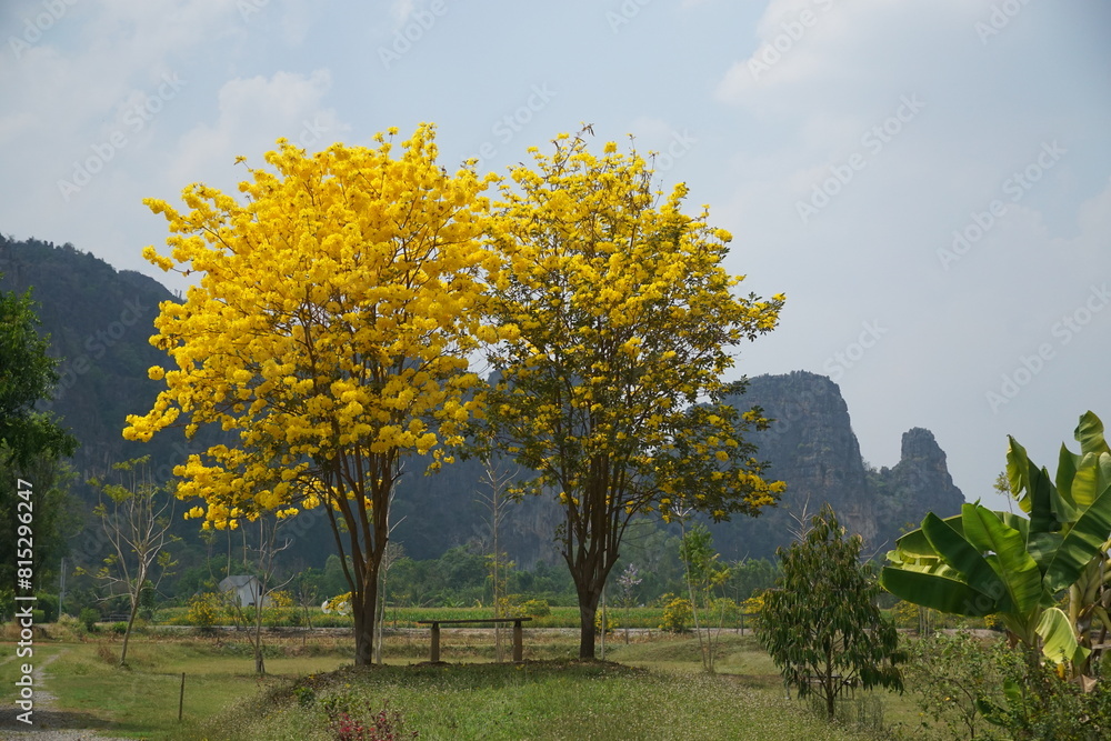 Two yellow trees are in a field with a mountain in the background Two yellow trees are in a field with a mountain in the background