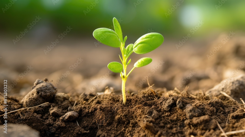 Fototapeta premium a young Withania plant can be seen growing in a field