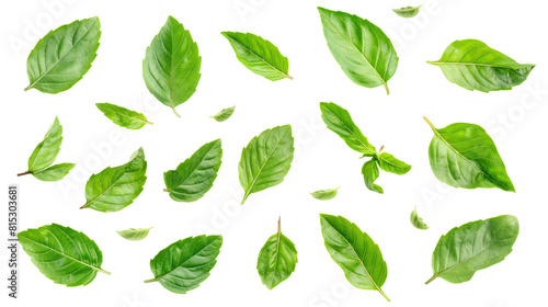 Set of basil leaf isolated on white background