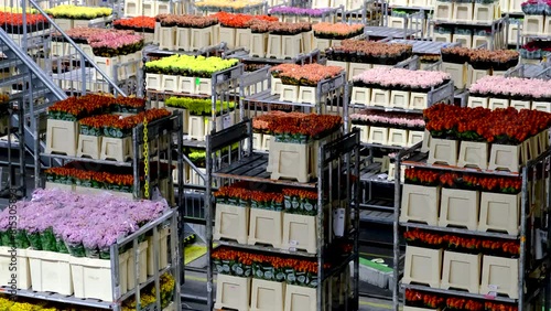 Aalsmeer Flower auction in The Netherlands.