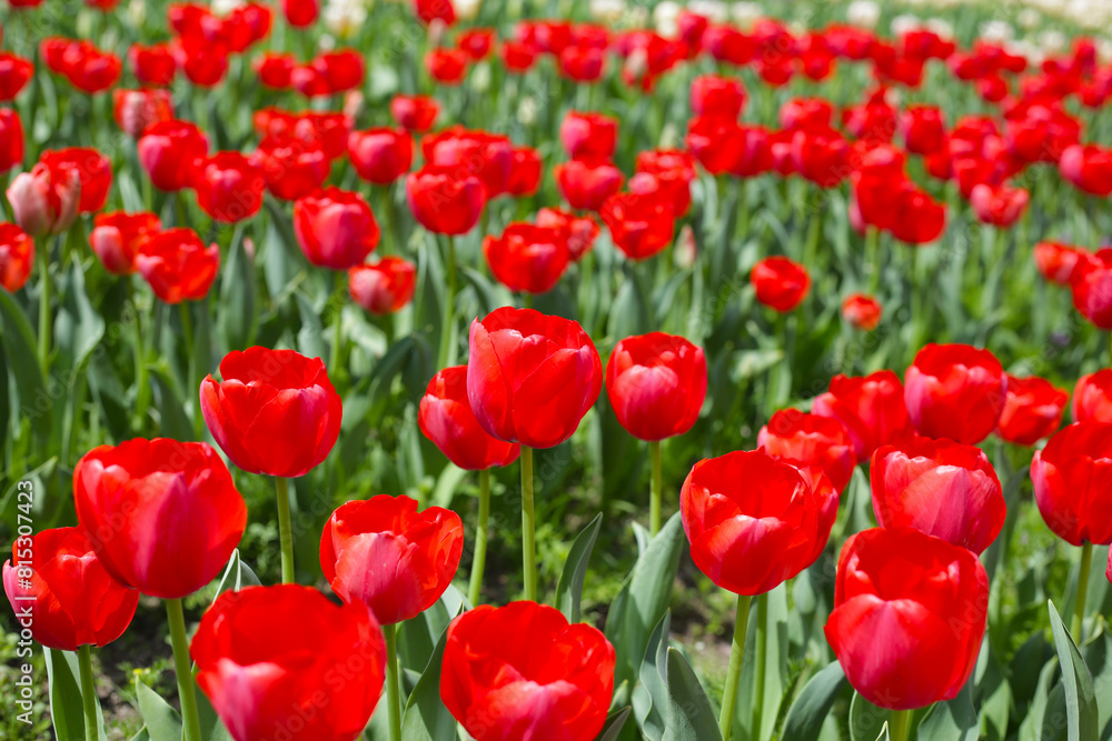Beautiful tulip flower garden. The Expo 70 Commemorative Park, Osaka, Japan Beautiful tulip flower garden. The Expo 70 Commemorative Park, Osaka, Japan