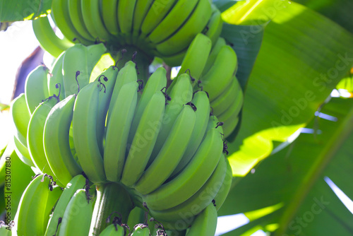 Bilde på lerret A bunch of green bananas on tree