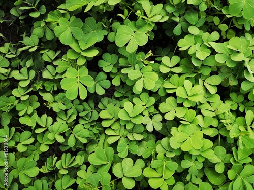 green leaves background