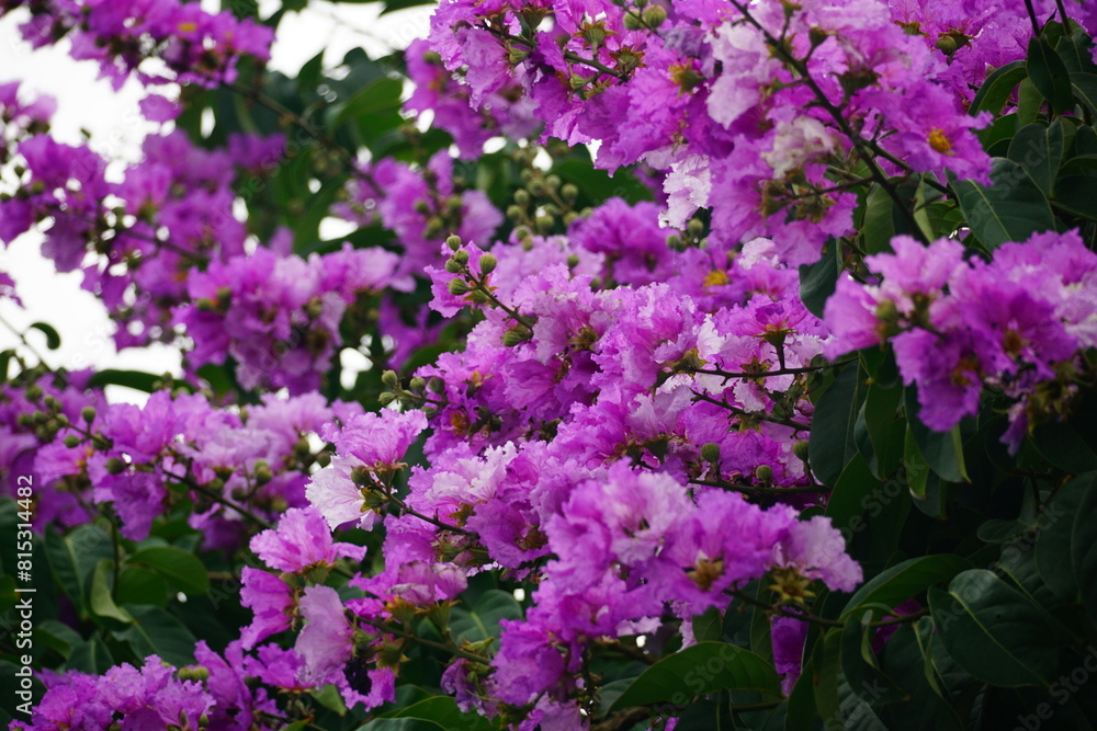 Close-up of purple Lagerstroemia speciosa flower blooming