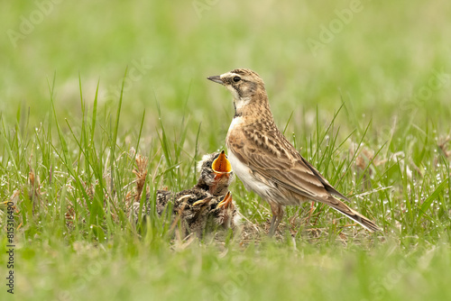 Horned Lark (Eremophila alpestris) female, feeding her young. The small grassland bird is a grond nesting species, father and mother provide parental care for offspring