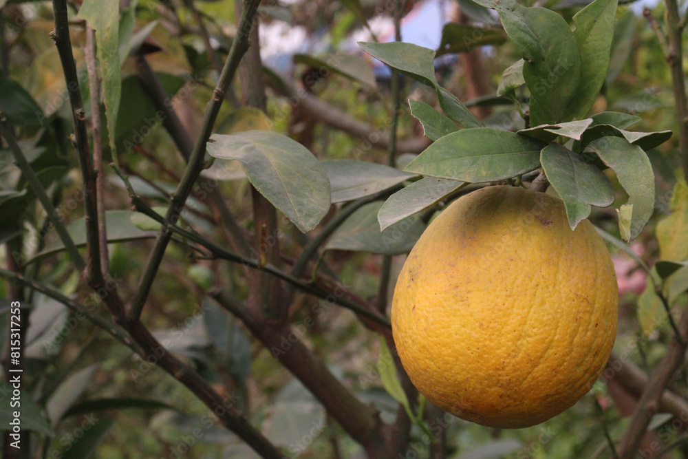Citrus fruits on tree in farm