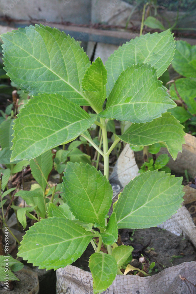 hydrangea macrophylla flower plant on nursery hydrangea macrophylla flower plant on nursery