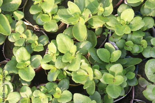 Kalanchoe pinnata plant on nursery photo
