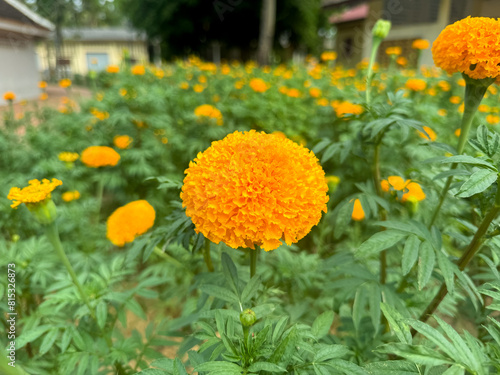 Blooming Mexican marigold flower in the garden. Tagetes erecta is often called the African marigold.