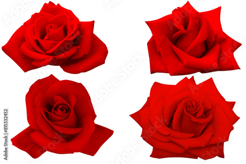 4 dark red roses heads blooming isolated on the white background.Photo with clipping path.