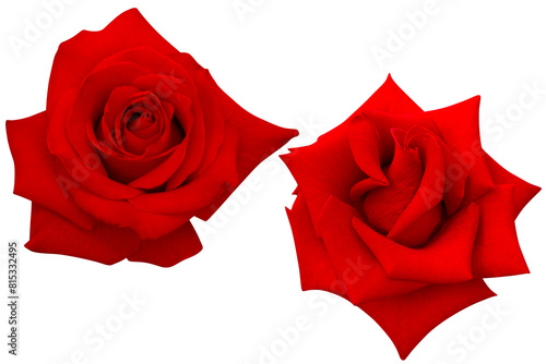 Two dark red roses heads blooming isolated on the white background.Photo with clipping path.