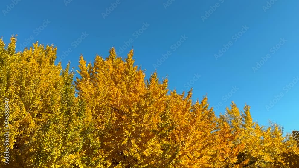 JAPAN LANDSCAPE_Japanese beautiful autumn ginkyo leaves with blue sky JAPAN LANDSCAPE_Japanese beautiful autumn ginkyo leaves with blue sky