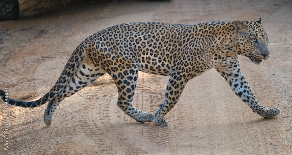 Fototapeta premium Male Leopard