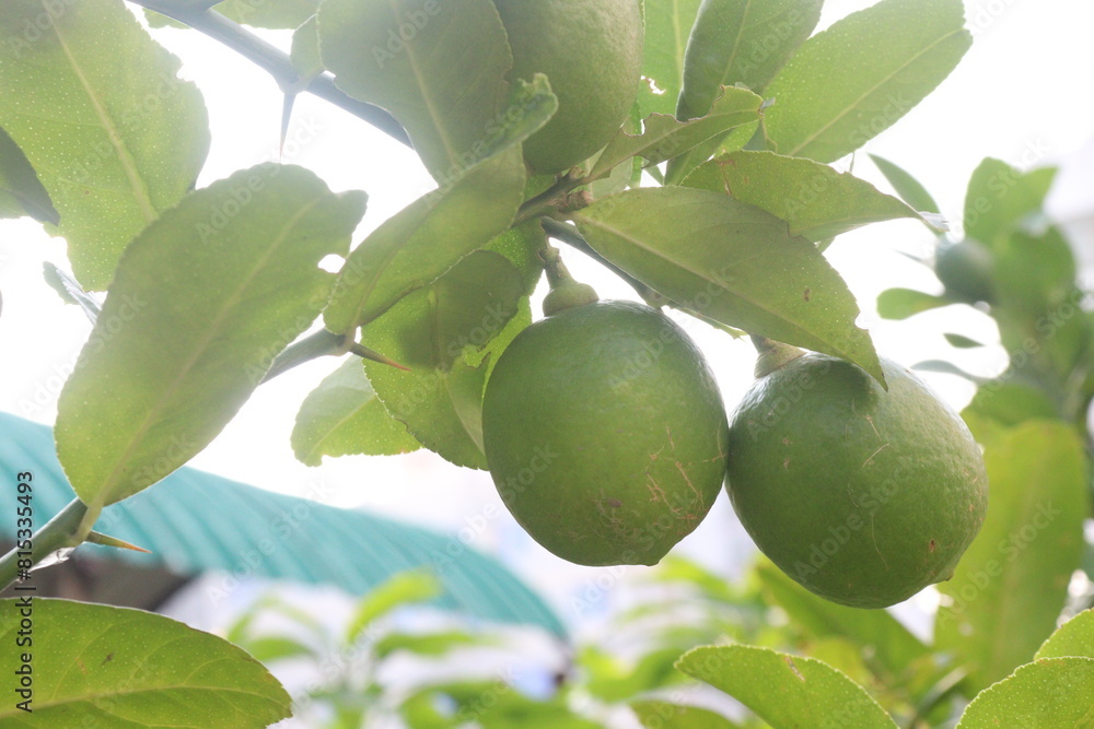 Lemons on tree in farm for harvest Lemons on tree in farm for harvest