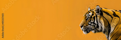 Tiger in the wild web banner. Tiger isolated on orange background with copy space.
