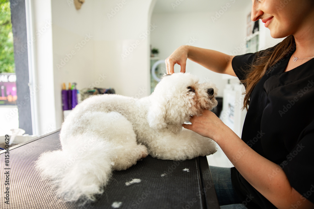Pet groomer drying and grooming small white dog at salon Pet groomer drying and grooming small white dog at salon