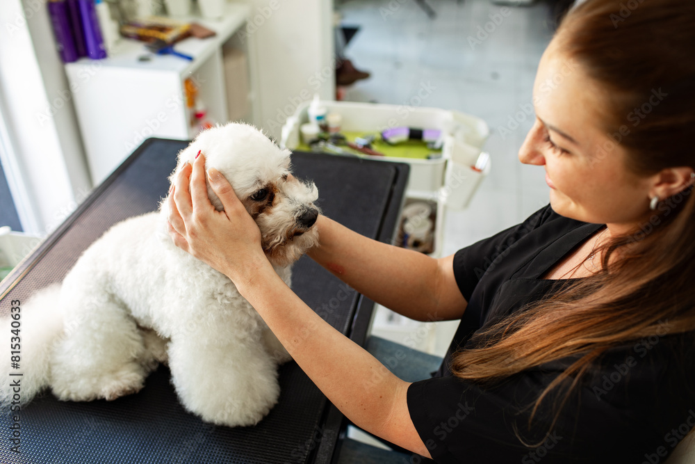 Pet groomer drying and grooming small white dog at salon