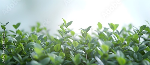 Vibrant Japanese Herbs with Delicate Foliage and Serene Lighting Capturing the Essence of Natural Wellness