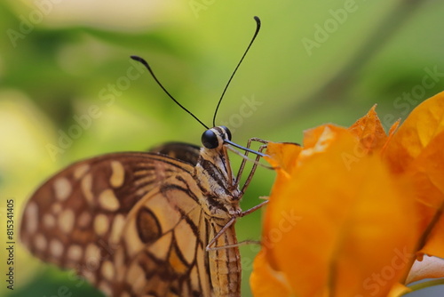 lime butterfly or lemon butterfly (papilio demoleus) also known as chequered swallowtail, on bougainvillea, sucking nectar and pollinating the flower photo