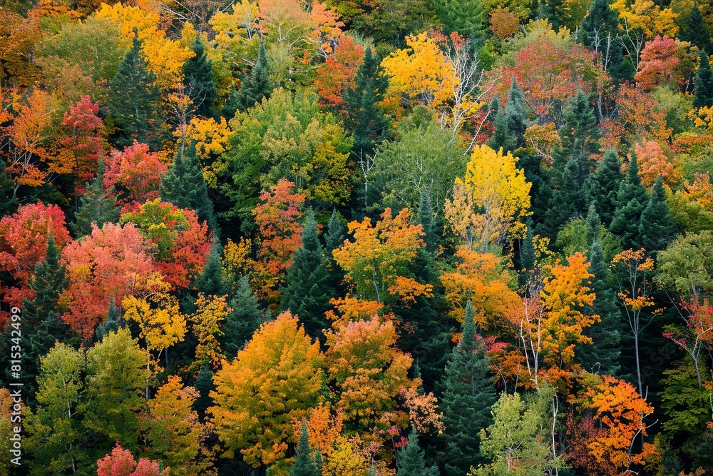 Aerial view of a dense forest in fall Aerial view of a dense forest in fall