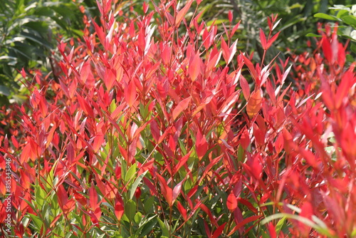 Leucothoe axillaris Little Flames plant on nursery