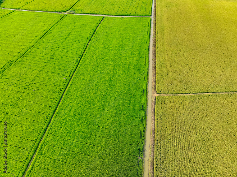 Aerial view of green and yellow rice fields. Sustainable agriculture ...