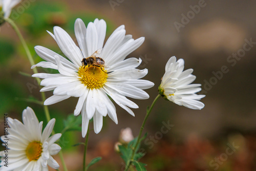 A bee is on a white flower photo