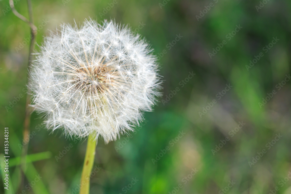 A close up of a white flower with a green background A close up of a white flower with a green background