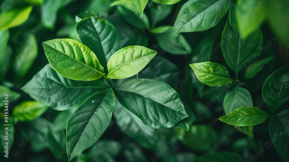 Nature of green leaf in garden at summer Natural green leaves plants using as spring background cover page greenery environment ecology wallpaper : Generative AI Nature of green leaf in garden at summer Natural green leaves plants using as spring background cover page greenery environment ecology wallpaper : Generative AI