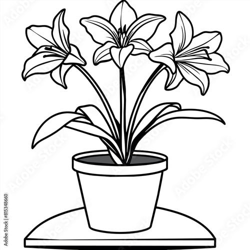 Amaryllis Flower outline illustration coloring book page design  Amaryllis Flower black and white line art drawing coloring book pages for children and adults 
