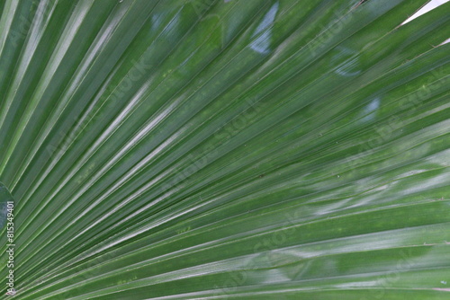 Licuala grandis plant on nursery