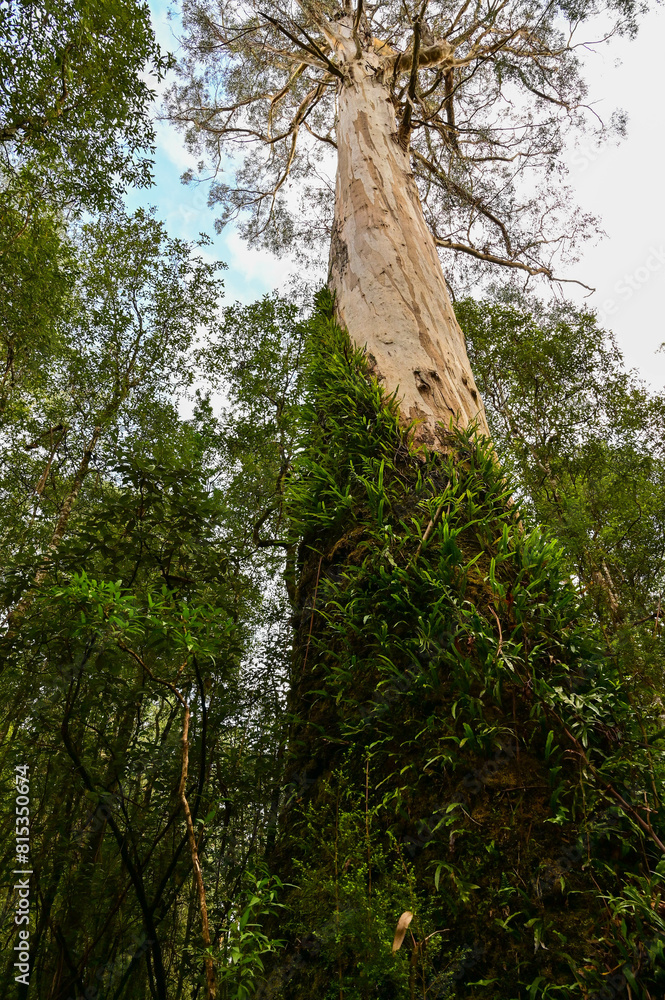 Fototapeta premium Great Otway National Park in Melbourne VIC, Australia