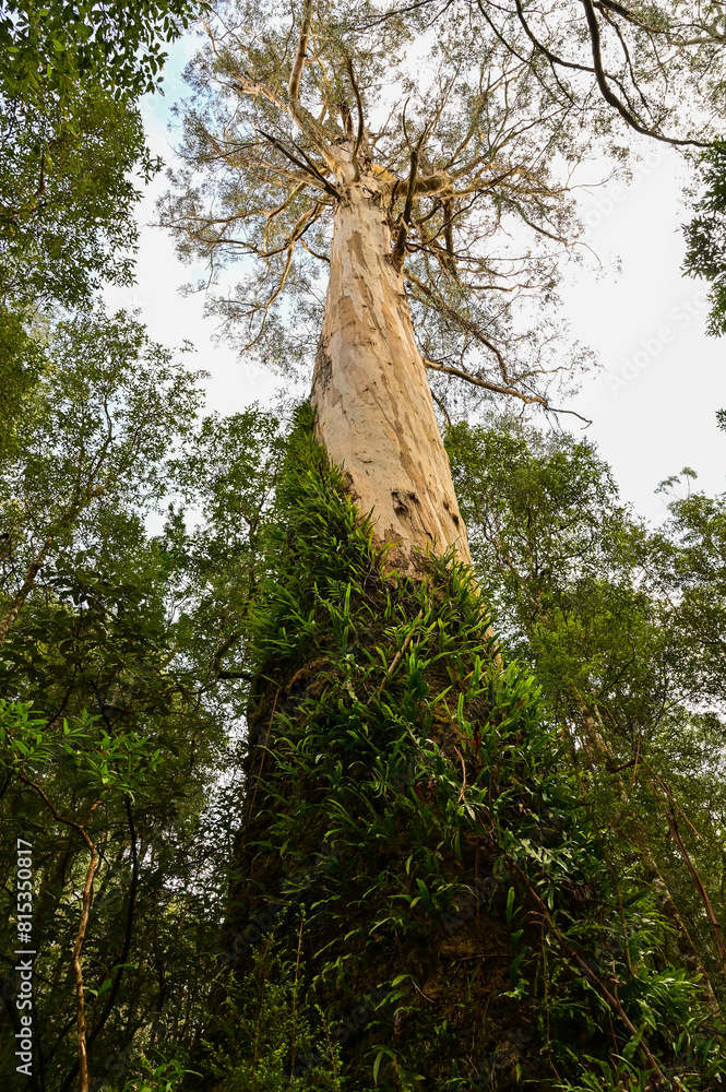 Fototapeta premium Great Otway National Park in Melbourne VIC, Australia