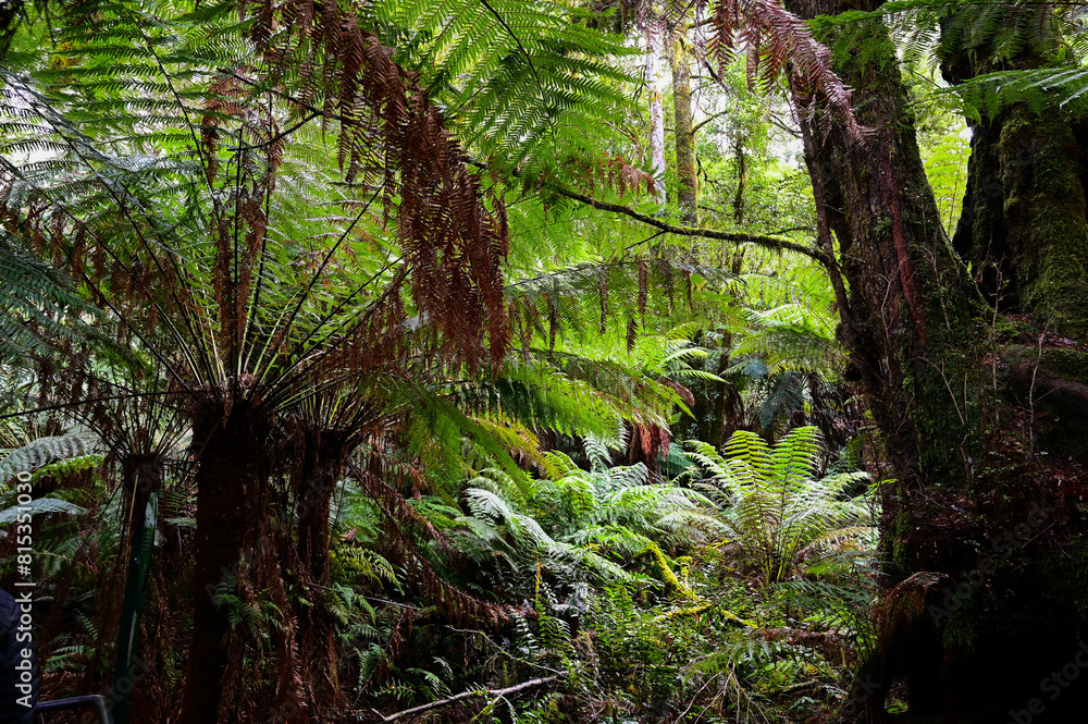Fototapeta premium Great Otway National Park in Melbourne VIC, Australia