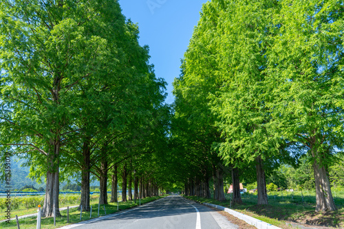 新緑のメタセコイア並木道 © promolink