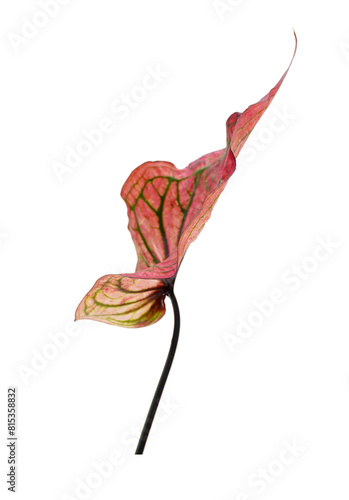 Colorful leaves isolated on white background. Caladium bicolor leaves