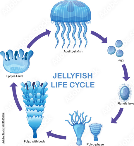 Illustration of jellyfish developmental stages