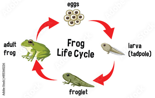 Illustration of the frog's developmental stages