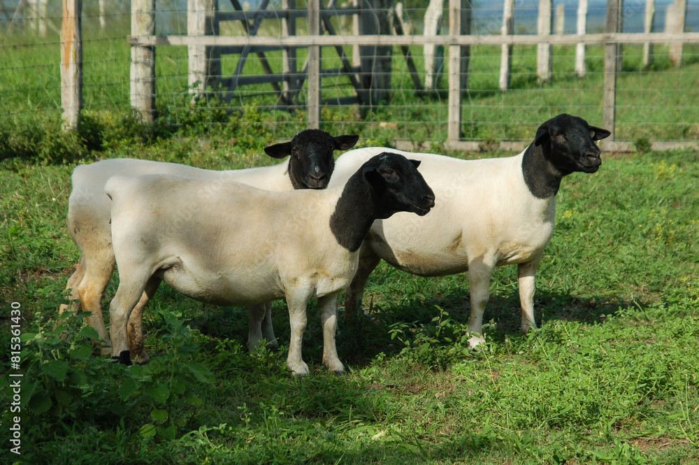 Fototapeta premium Beautiful female Dorper sheep on the farm